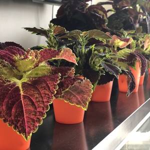 Lots of Coleus cuttings so looks like I'm going to need more pots soon.