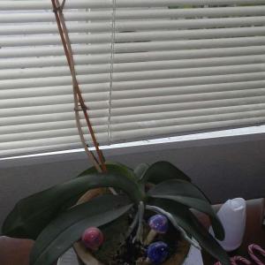 this is my grandmothers orchid shes had it for a few years were going to repot soon but dont now alot about them anyhelp will do...we have noticed that the stem is dry an lookd dead it reblooms but is this normaly an when should the flowers re bloom?