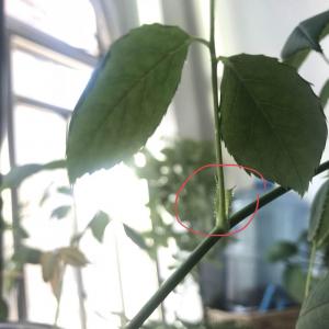 今早发现我的蔷薇叶柄跟枝干连接处有一些透明的像胶水一样的很小的颗粒，是黏黏的，这是什么原因啊？是不是病虫害了？