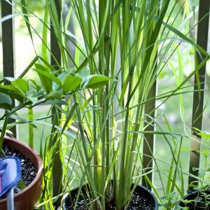Lemongrass Repotting: How To Repot Lemongrass Herbs