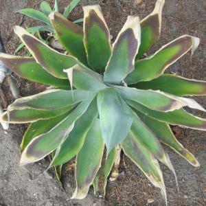 Pests & Diseases of Agaves