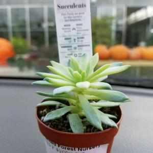 can somebody please tell me what type of succulent this is?