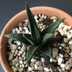 Repotted my Haworthia Zebra to a better draining soil of Perlite, Pumice and Cactus Soil. Roots look robust.