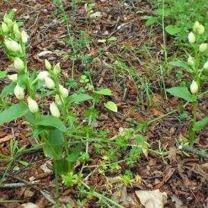 Cephalanthera damasonium - White Helleborine