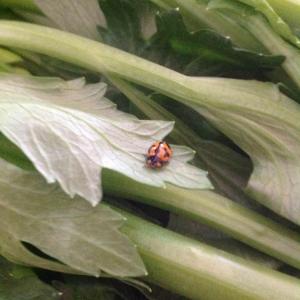 Ladybug 🐞 on celery