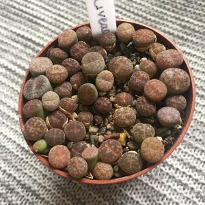 Lithops Olivecea, know as the living stone has annual (white daisy) likd flowers - for up to 3 weeks. These slow growing succulents produce lovley patterns on the top. they need to be watered every 4-6 weeks.  @GFinger    #Lithops  # #Pattern   # #Livingstones   #Daisy  