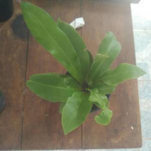 Hello , I just brought a plant but I don't even its name can someone please tell about it ? Thanks In Advance 😊