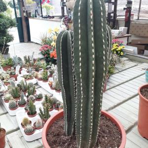 Does anybody know what these types of cactus are?