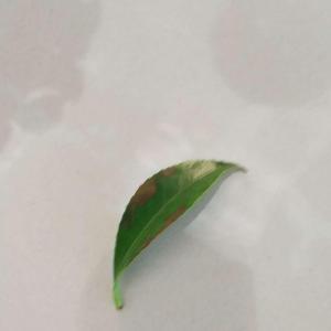 新移植的一盆山茶花十天后掉叶，有的叶子边缘发黑，原因是什么？