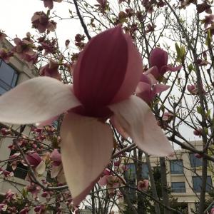  #玉兰花花语#  玉兰花开出的大瓣花朵着实夺目，她象征着美丽、高洁、芬芳、纯真的爱。适合送给朋友或同事。