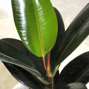 My Ficus Elastica sprouted a new leaf and already another is on the way.