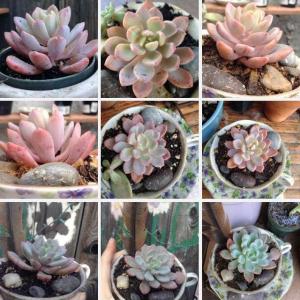 Please help🌵The two first pictures are of my succulent someone on here called Echeveria Grey Giant but when i look it up nothing much shows up. Today i found Echeveria Scheideckeri and Pachyveria Scheideckeri which are the rest of these pictures. They look very much like my succulent but i need help figuring out my plants real identity  :(