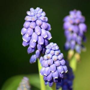Hyacinth—Mito enjoy