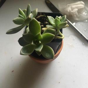 What is the name of this succulent?