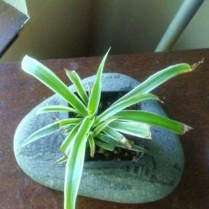 My spider plant got burned by the Sun. Any tips?