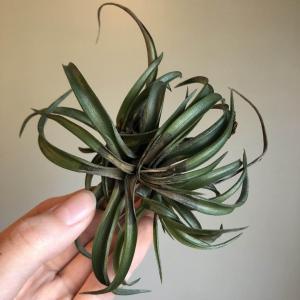 Does anyone have any idea what is happening to my air plant? It’s drying and browning from the center outward and even the smallest pup is completely dried out.