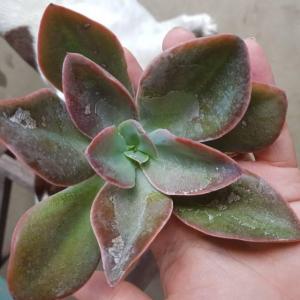 Please help me ID succulents