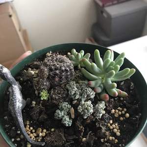 HELP ID:
I recently bought this collection of succulents from my local swap meet and was ultimately attracted to the low-growing grass-like succulents as shown in my second picture.  Does anyone recognize it? and/or have tips for caring for it? your help is very much appreciated 🙂
 #helpmerecognizethissucculent  