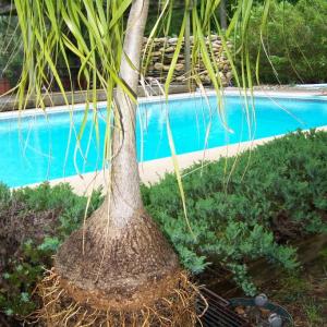 Outdoor Ponytail Palm Care: Can You Plant Ponytail Palms Outside