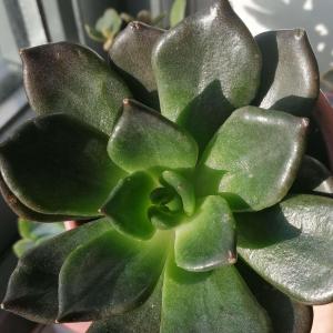 It's definitely not a Black night. And it's just a dark green colour, with lighter green in the middle. It also has different leaf tips than it. I'm sure it's an Echeveria Elegans. But I'd really love to know it's official name. Thanks!