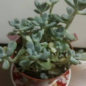 what kind of succulent is this?? thank you.