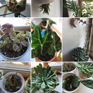 Catalog of all my plants🌱