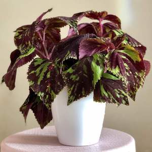 ✖️Coleus (Painted Nettle)