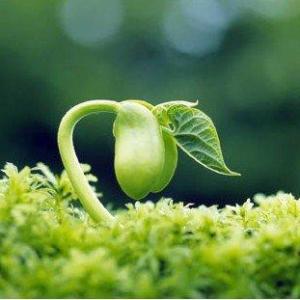 How to grow Cardamom | Growing Cardamom (Elaichi)