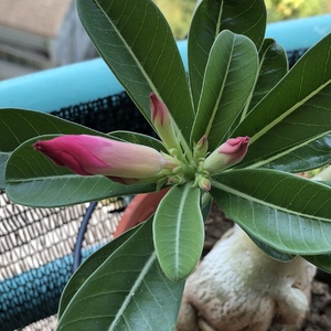 New Adenium blooms during this hot spell.
