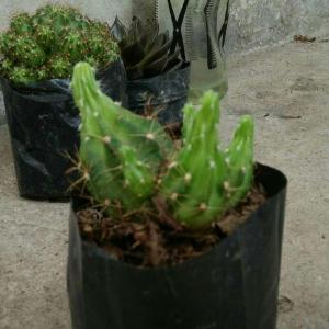 Can you identify what kind of cactus is this?