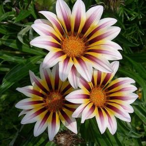 A native of South Africa, the daisy-like  #gazania   flower is a member of the aster family and can tolerate dry climates. Gazanias are hardy and will thrive in most soils, no matter how poor the quality is.