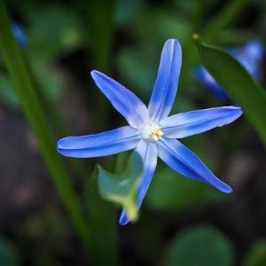 Hyacinth—Mito enjoy（2）