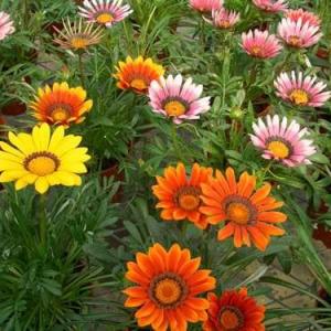 A native of South Africa, the daisy-like  #gazania   flower is a member of the aster family and can tolerate dry climates. Gazanias are hardy and will thrive in most soils, no matter how poor the quality is.