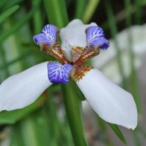 Walking iris plants (Neomarica spp.), also known as twelve apostles, are herbaceous perennials that grow to a height of 1 1/2 to 3 feet. They bloom off and on in spring, summer and fall, producing small, iris-type flowers.