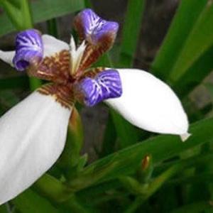 Walking iris plants (Neomarica spp.), also known as twelve apostles, are herbaceous perennials that grow to a height of 1 1/2 to 3 feet. They bloom off and on in spring, summer and fall, producing small, iris-type flowers.