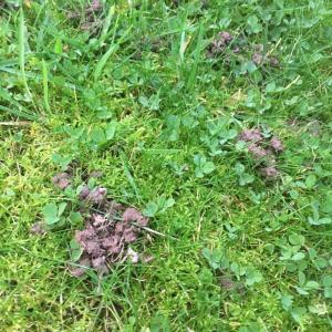Lately I have been finding this spots all over the garden. It’s not poop, it looks like somwehing pulled the dirt out of the ground. What kind of animal could it be? Maybe a mole, a worm, a hedgehog maybe?