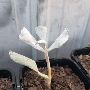 Please help me ID succulents