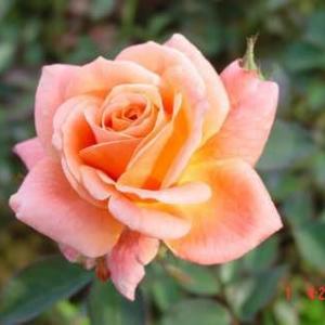Chinese rose is a shrub growing to 1–2 m tall. The leaves are pinnate, have 3-5 leaflets, each leaflet 2.5–6 cm long and 1–3 cm broad. In the wild species , the flowers have five pink to red petals. The fruit is a red hip 1–2 cm diameter.