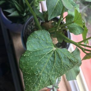 Anyone please let me know what is the spots on my sweet potato leaves? Is it normal or disease?  Many thanks
