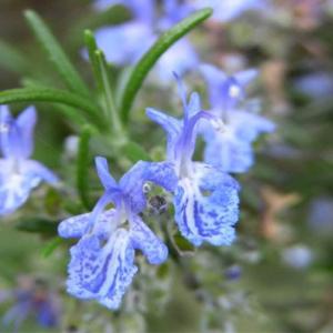 Rosemary is a fragrant evergreen herb native to the Mediterranean.