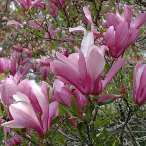 How to Grow and Care for Magnolias