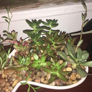 Warning signs for succulents doing poorly? Do mine seem to be doing well?