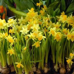 Holland Narcissus is a famous bulb flower and widely used for pot cultivation and landscape.
