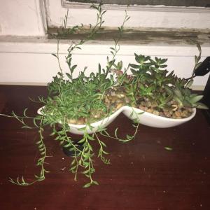 Warning signs for succulents doing poorly? Do mine seem to be doing well?