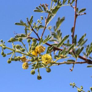 Vachellia farnesiana – Mimosa Bush