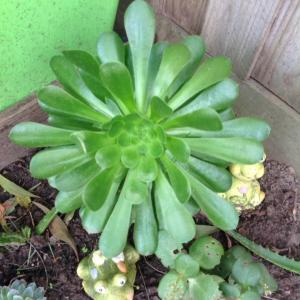 The babies are growing well on this aeonium Holochrysum do you have any tips for me to help them grow or when i take them off the big guy