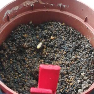day 3
starting to sprout today. supposing a sunflower