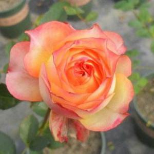 浪漫玫瑰面纱(Romantic Rose veil)
