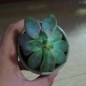 What is the genus of this succulent?