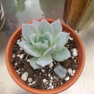 What are the species of these succulents? Most of them must be Echeverias but finding the species name is the hardest thing ever.